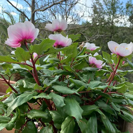 Apartament Casetta Genneria *